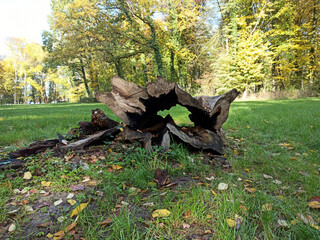 Stary pień w parku. © WalDec