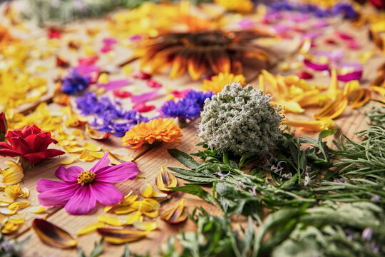 Closeup of fragrant flower buds and delicate petals arranged on rustic wooden table