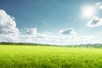 field of spring grass and perfect sky
