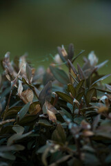 leaves on the ground