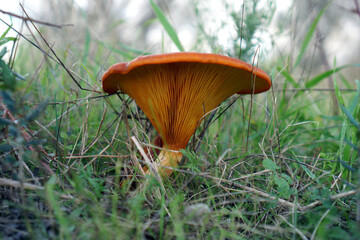 Omphalotus olearius is a very dangerous mushroom that grows under olive trees