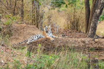 Naklejka na ściany i meble Wild tigress resting in natural settings at tala zone of bandhavgarh national park or tiger reserve madhya pradesh india - panthera tigris tigris