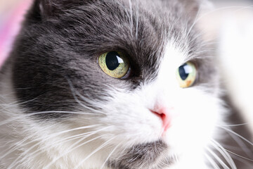 Portrait of white-gray cat with green eyes. Pets concept