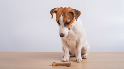 Small dog looking at a bone on a white background. Copy space