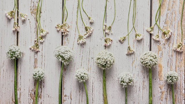 Top view of various white wildflowers arranged on shabby wooden table at home