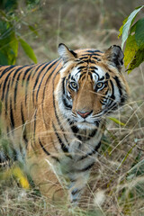 Fototapeta na wymiar Wild male tiger head on at magdhi zone of bandhavgarh national park or tiger reserve madhya pradesh india - panthera tigris tigris
