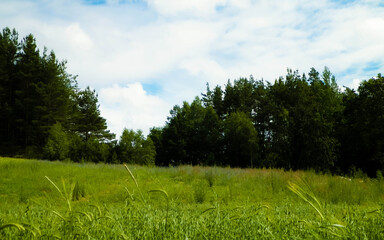 Meadow in forest in Pelcznica National Park. Poland.