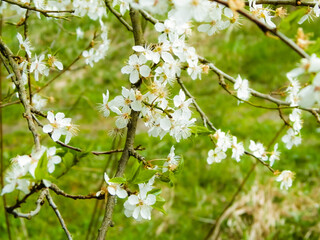 Close up of white flowers of wild apple tree.