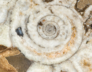 Macro photograph of a sliced Goniatite fossil showing the interior chambered structure in the Atlas Mountains in Morocco