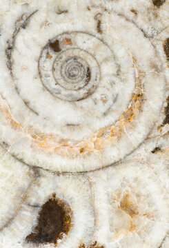 Macro photograph of a sliced Goniatite fossil showing the interior chambered structure in the Atlas Mountains in Morocco