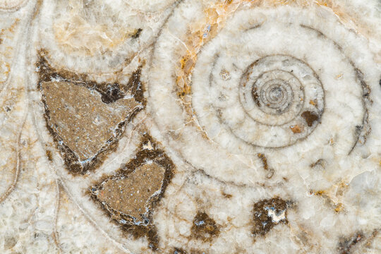 Macro photograph of a sliced Goniatite fossil showing the interior chambered structure in the Atlas Mountains in Morocco