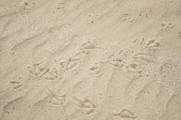 Fototapeta na wymiar Seagull tracks in the sand near Rochester, NY