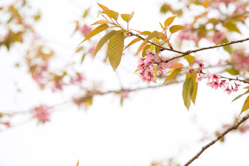 Beautiful cherry blossom or sakura in spring time over  sky