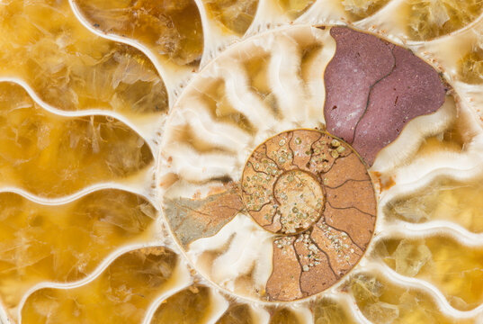 Macro photograph of a split fossilized ammonite shell showing the internal mineralized chambers; an extinct marine invertebrate from Madagascar; age: Cretaceous-Albian stage (110 million years ago)