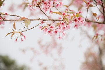 Beautiful cherry blossom or sakura in spring time over  sky