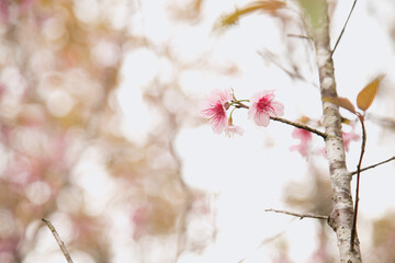 Beautiful cherry blossom or sakura in spring time over  sky