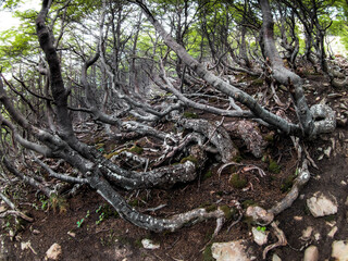 tree roots in the forest