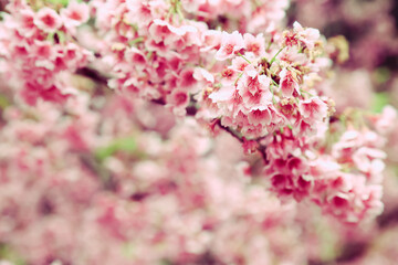 pink blossom