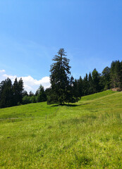 landscape with trees