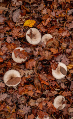 mushrooms among the autumn leaves