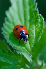 ladybug on leaf
