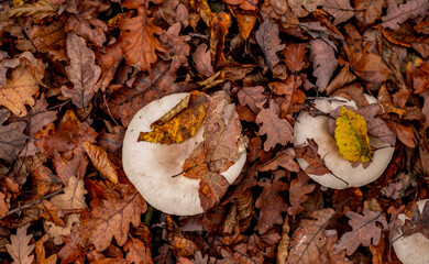 mushrooms among the autumn leaves