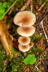 Pilzreihe übereinander stehend