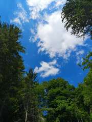 Fototapeta na wymiar forest and sky