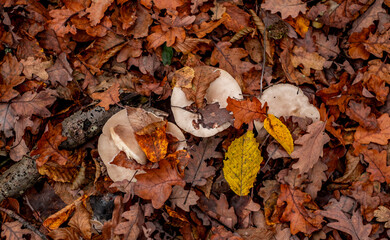 mushrooms among the autumn leaves