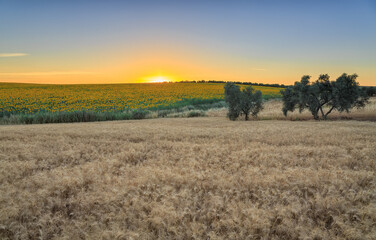 sunset in a field of sunflowers with other crops in front and some trees