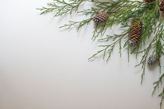 Festive Winter Foliage