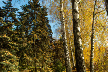 tree in autumn