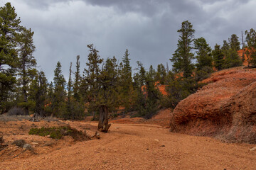 Red Canyon hiking trail, Utah