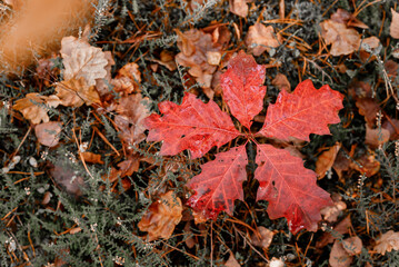 Leaves on a small oak. The nature of the autumn forest. Autumn background. Small oak tree growing in the forest with red leaves in autumn.