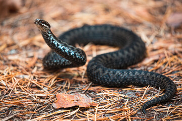Angreifende Schlange bei Drohverhalten mit Herbststimmung isoliert.