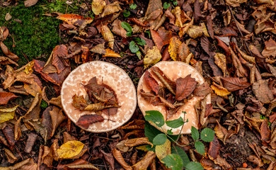 mushrooms among the autumn leaves