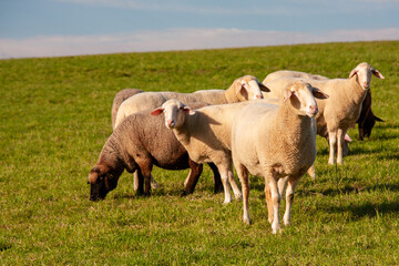 Weidende Schafe