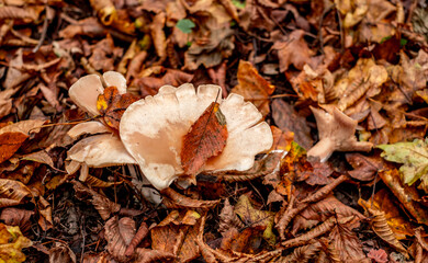 mushrooms among the autumn leaves