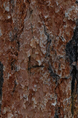 Tree bark close-up
