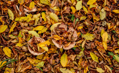 mushrooms among the autumn leaves