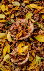 mushrooms among the autumn leaves