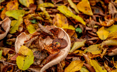 mushrooms among the autumn leaves