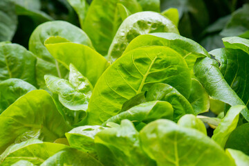 Fresh organic green oak lettuce vegetable plant farm