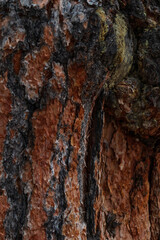 Tree bark close-up
