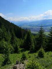 forest in the mountains