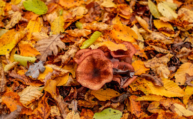 mushrooms among the autumn leaves