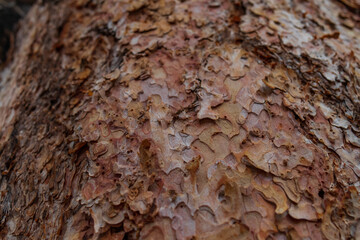 Tree bark close-up

