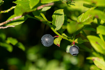 European blueberry (Vaccinium myrtillus)