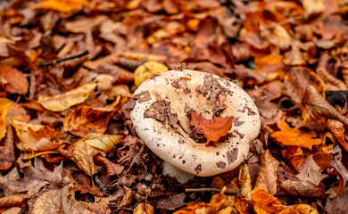 mushrooms among the autumn leaves