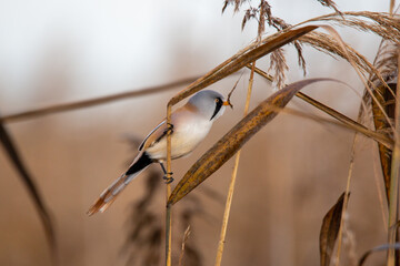 Bartmeisenmännchen holt Samen aus dem Schilfrohr